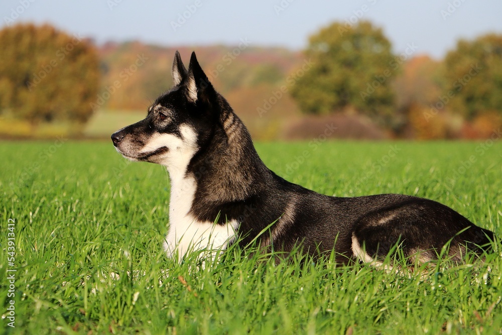 beautiful mixed shepherd dog is lying on a field