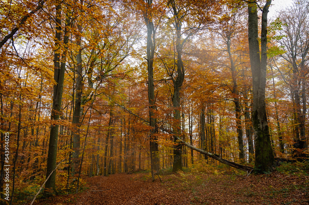 Fototapeta premium autumn yellow-golden forest, mountains and nature. Selective focus. Rest, a walk in the forest