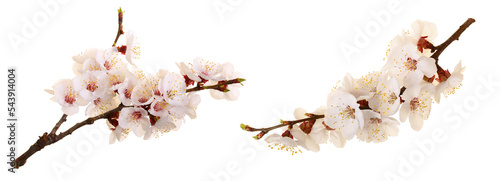 Branch with apricot flowers isolated on white background. Top view. Flat lay