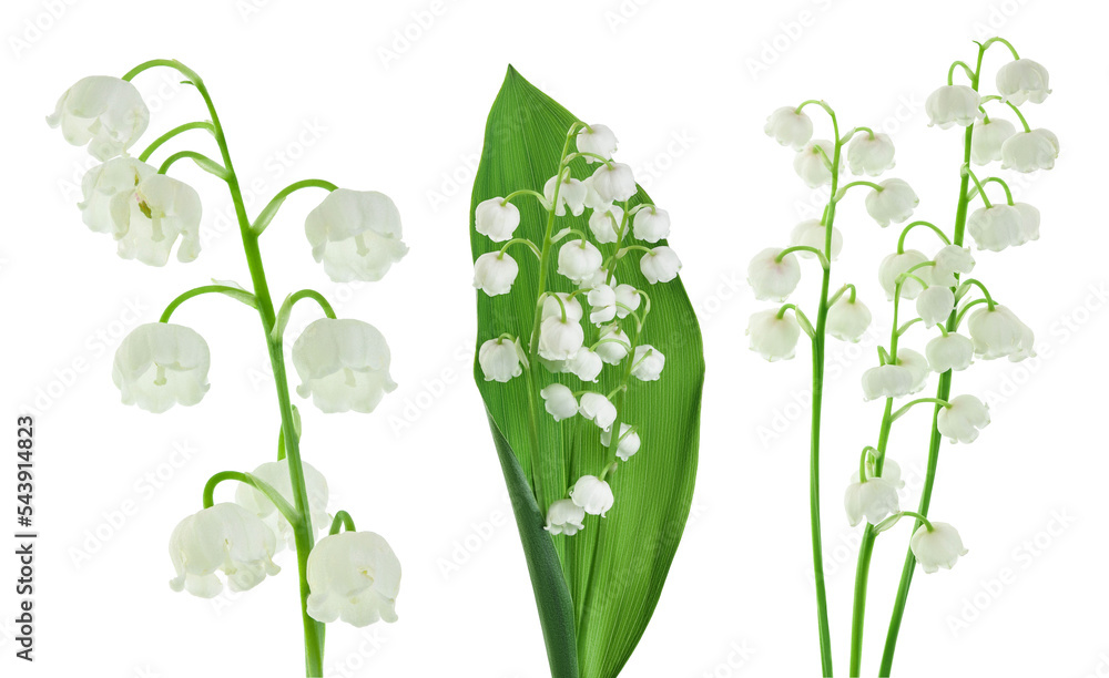 Lilly of the valley flowers isolated on white background with full ...
