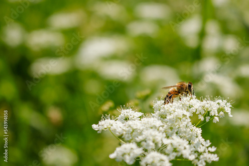 Biene auf Wiesenbärenklau © Nika_Art