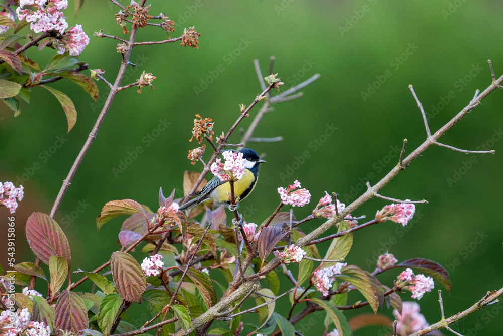 Fototapeta premium Black tit on a branch with flowers
