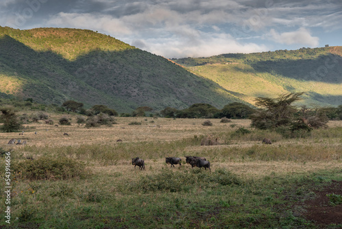 Ngorongoro Crater National Park. Safari in Tanzania, Africa © Khrystsina