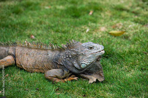 The relaxed life of the iguana in Guayaquil, Ecuador