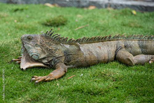 The relaxed life of the iguana in Guayaquil  Ecuador