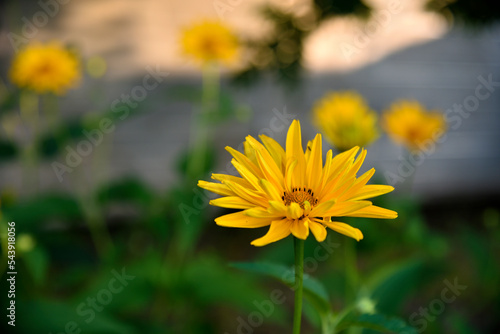 A large yellow daisy in a warm summer garden in the evening. A beautiful yellow flower in the garden.