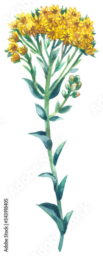 Stiff Goldenrod wildflower