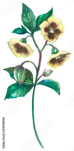 Foto Virginia ground cherry wildflower