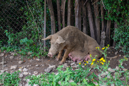 one dirty pig is sitting under a tree © Vyacheslav