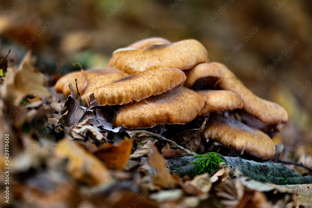 mushrooms on a tree mushrooms on a tree