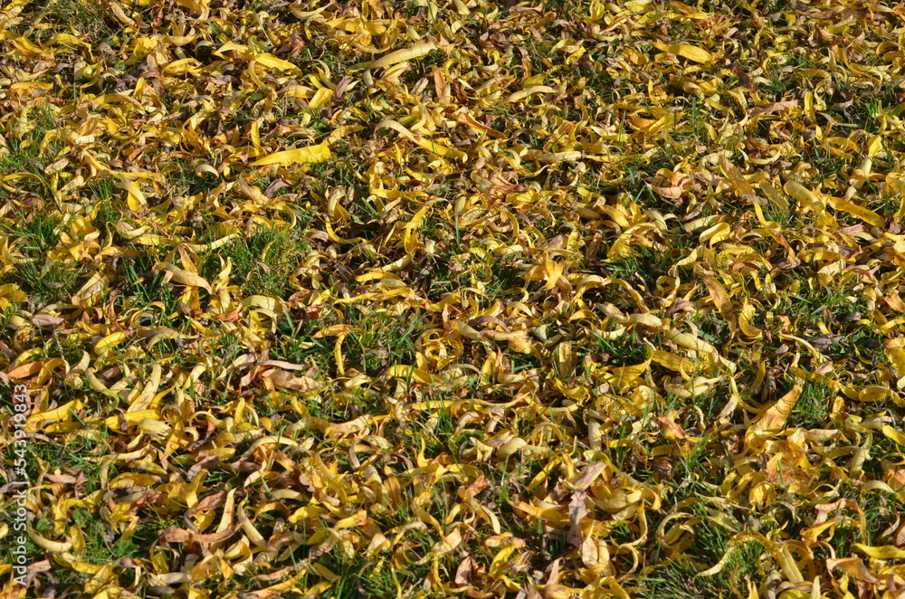 herbstlich verfärbte Blätter einer Krüppelweide herbstlich verfärbte Blätter einer Krüppelweide