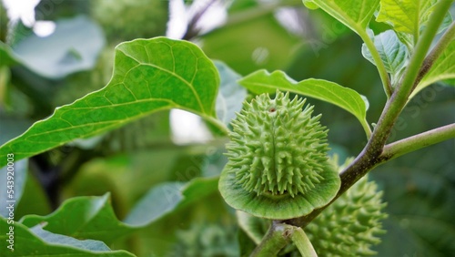 Fruits of Datura innoxia known as pricklyburr, recurved thorn apple etc photo