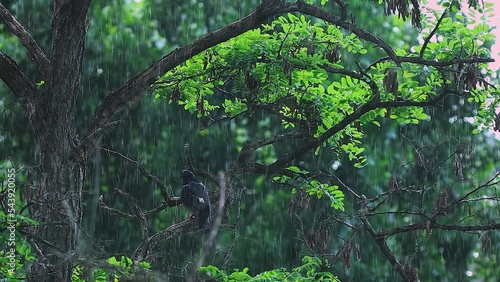 a dove on a branch is hiding from the rain, on a tree with thick green leaves