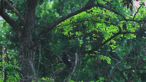 a dove hides from the rain, under the leaves on a tree, summer warm rain