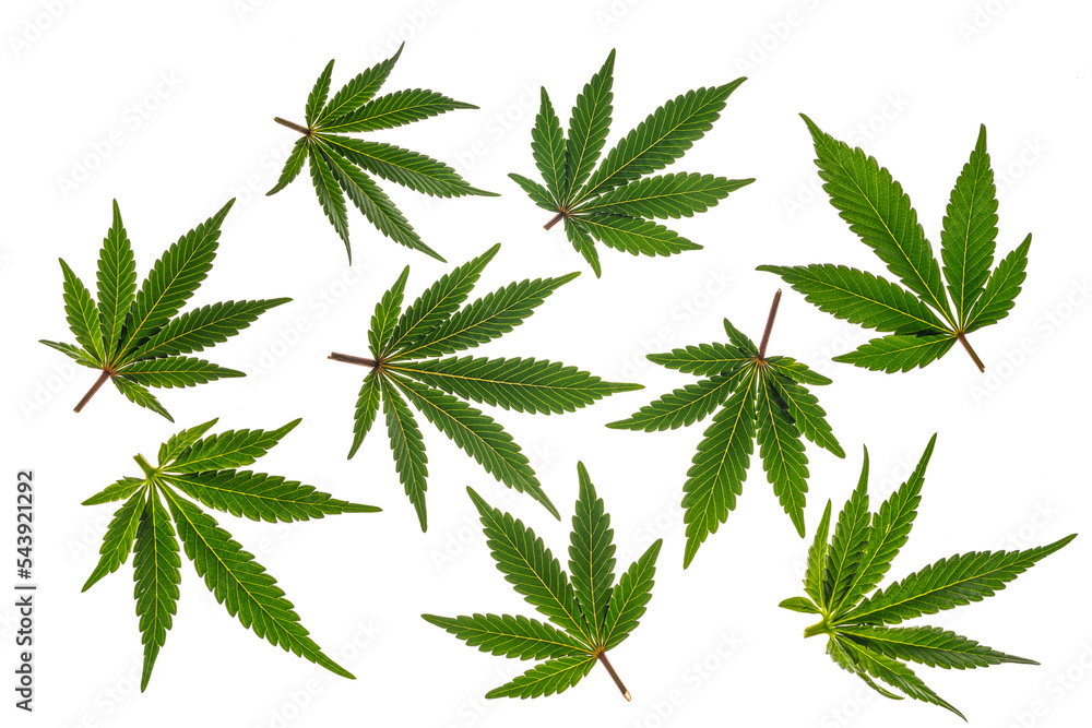 Green and yellow marijuana leafs with white background Green and yellow marijuana leafs with white background