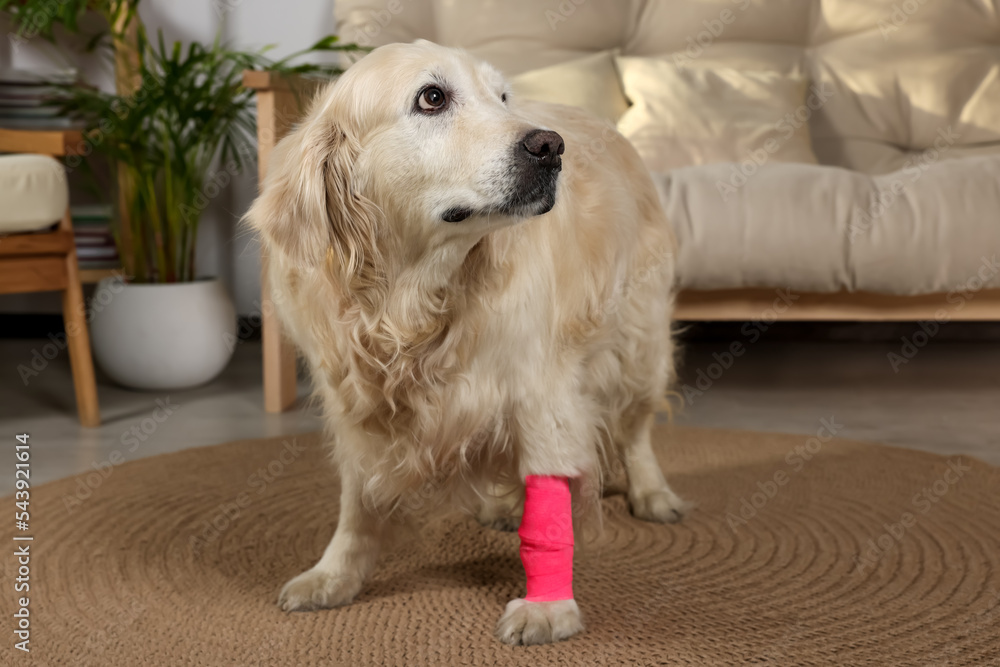 Cute golden retriever with bandage on paw at home Cute golden retriever with bandage on paw at home