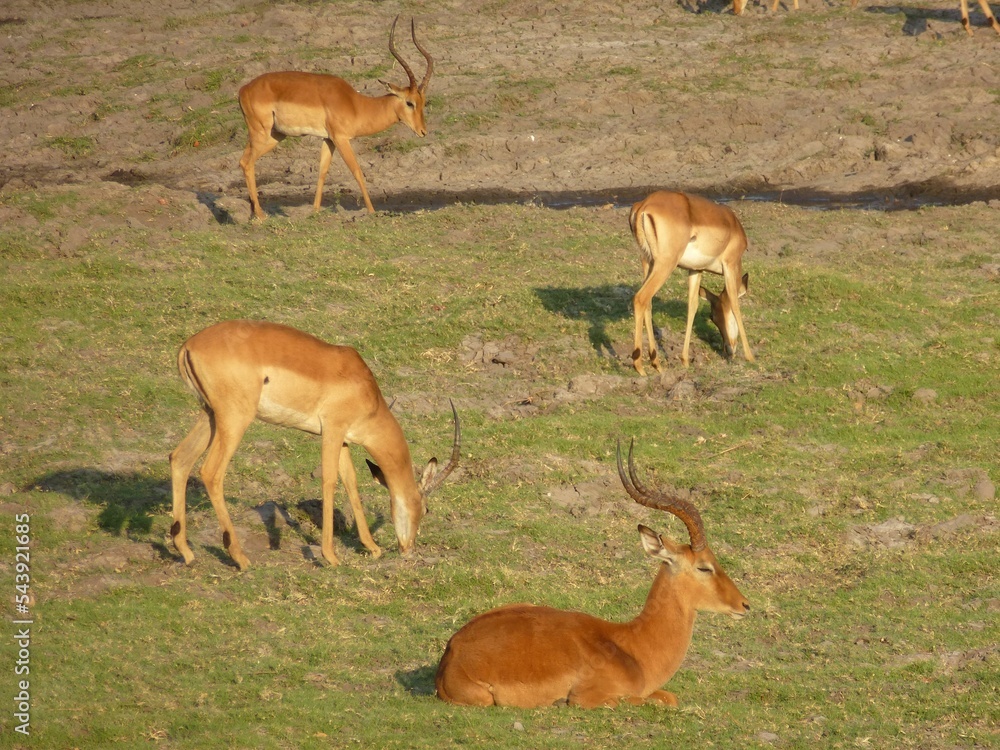 Group of grazing impala, Chobe NP, Botswana Group of grazing impala, Chobe NP, Botswana
