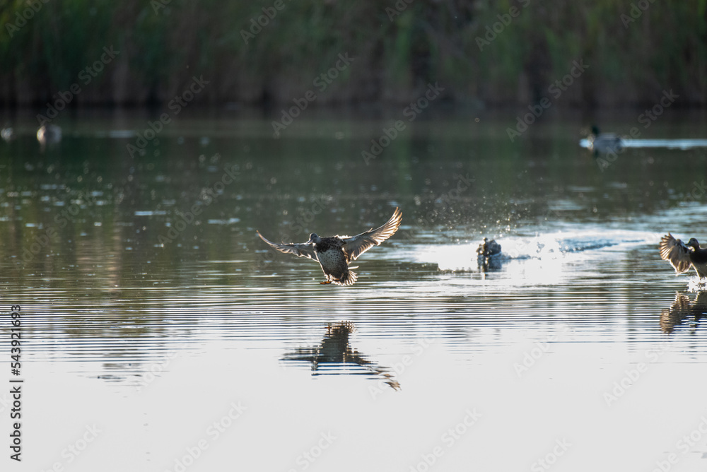 animali di palude. Uccelli, anatidi e trampolieri di lago animali di palude. Uccelli, anatidi e trampolieri di lago