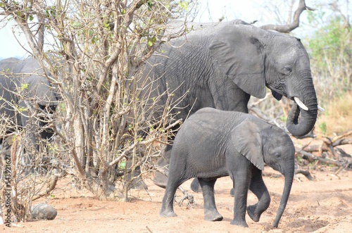 An elephant mother an its child  Chobe NP