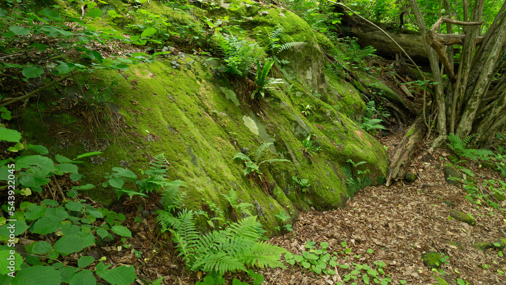 Fototapeta premium Moss-covered cobblestone in the green forest. Sochi, Lazarevskoe, Berendeevo kingdom