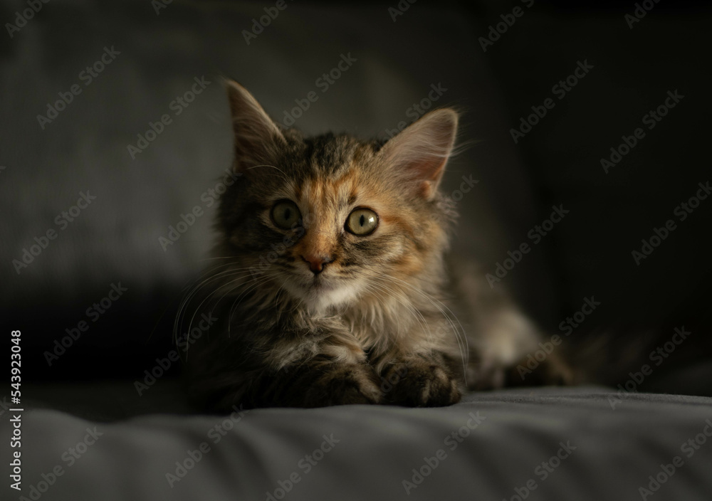 Tricolor kitten lying down on a sofa