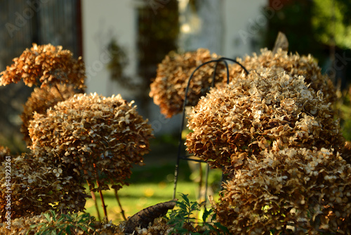 Fototapeta Naklejka Na Ścianę i Meble -  Jesień w ogrodzie