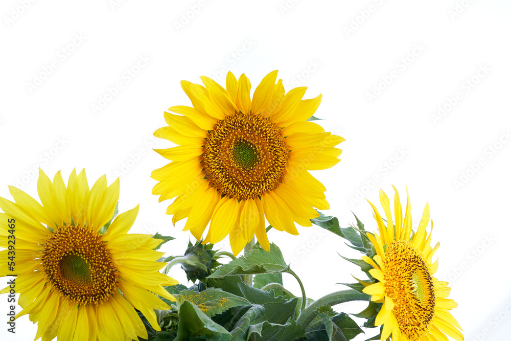 Sunflower on a white background. Sunflower on a white background.