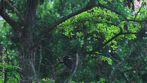 a dove is hiding from the rain, on a tree branch with thick green leaves