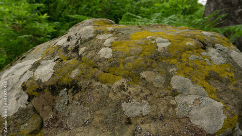 Moss-covered cobblestone in the green forest. Sochi, Lazarevskoe, Berendeevo kingdom photo
