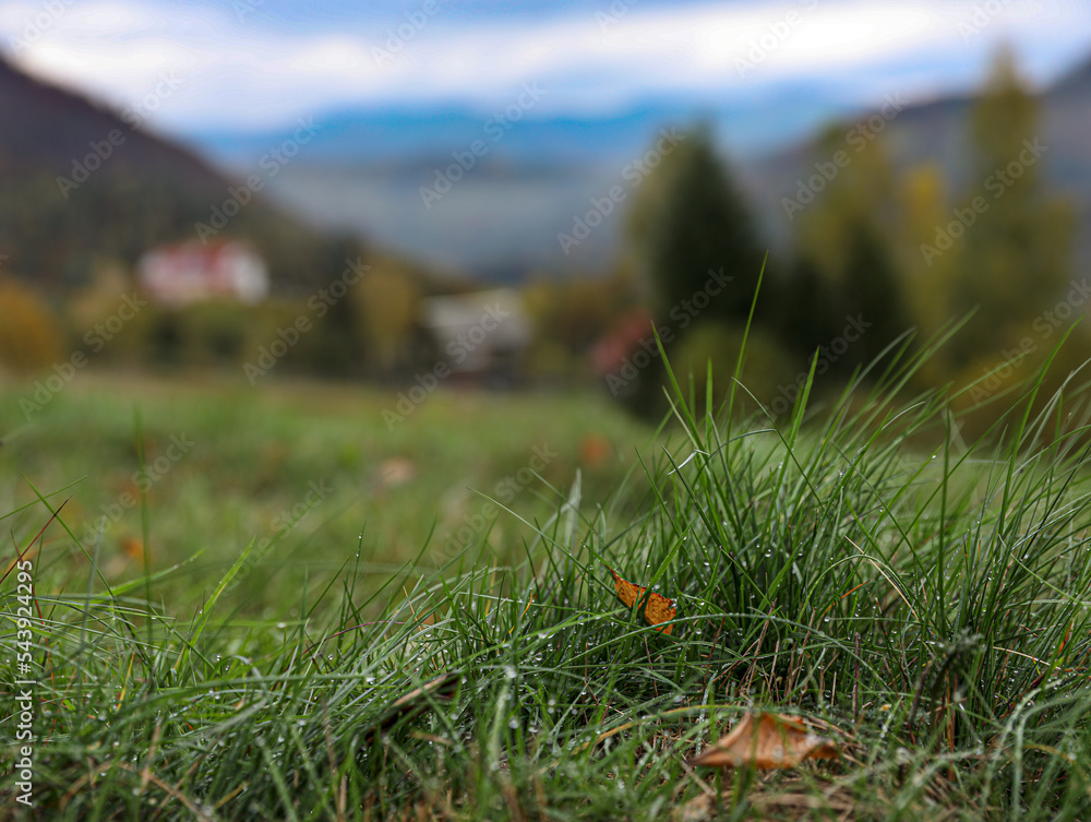 Beautiful fresh green grass with dew outdoors