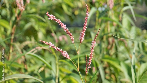 Closeup of pink flowers of Persicaria hydropiper, Polygonum hydropiper also known as water pepper, marshpepper knotweed, arse smart or tade.