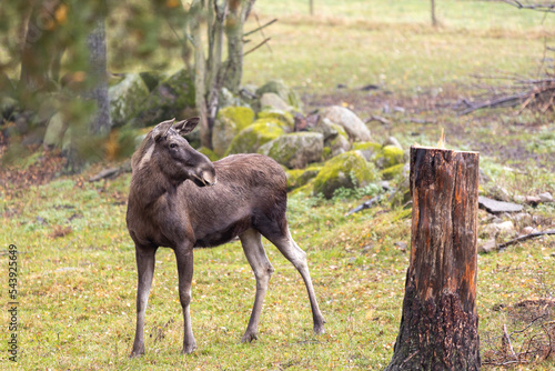 Female moose looks back in Swedish nature