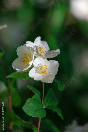 Close up of jasmine flowers in a garden.