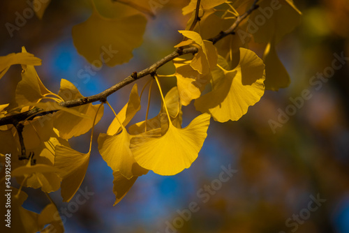 Close-up of Ginkgo biloba leaves back lit.