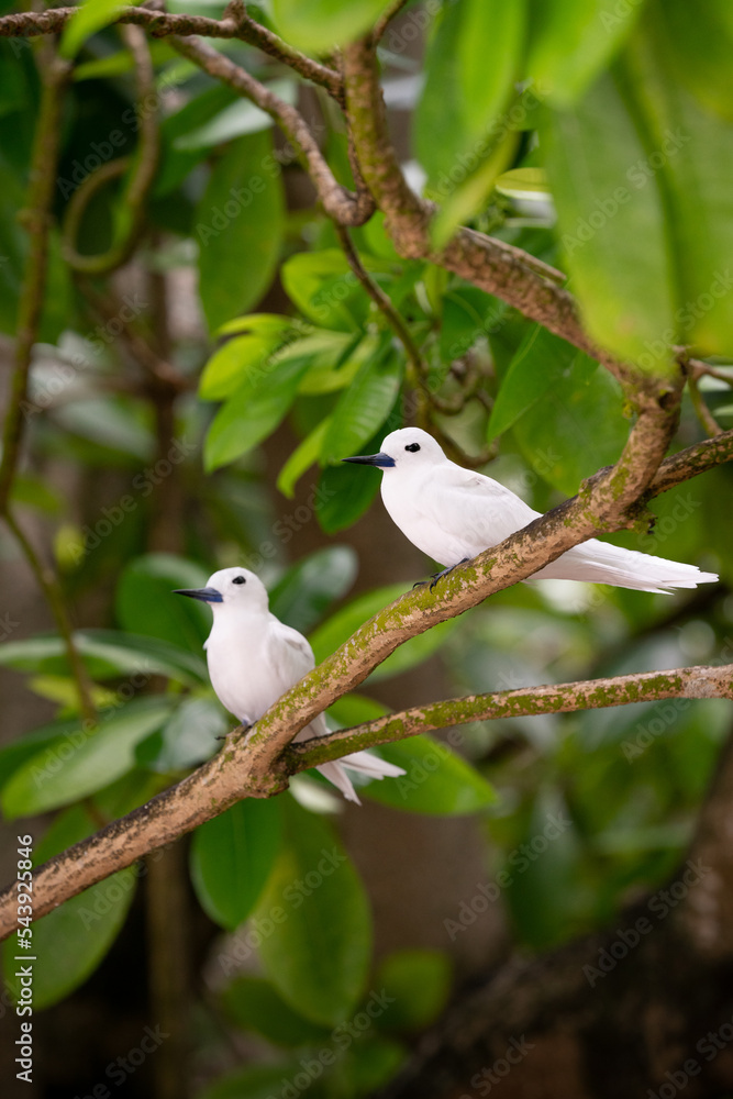 Pair of birds near Praslin in the Seychelles