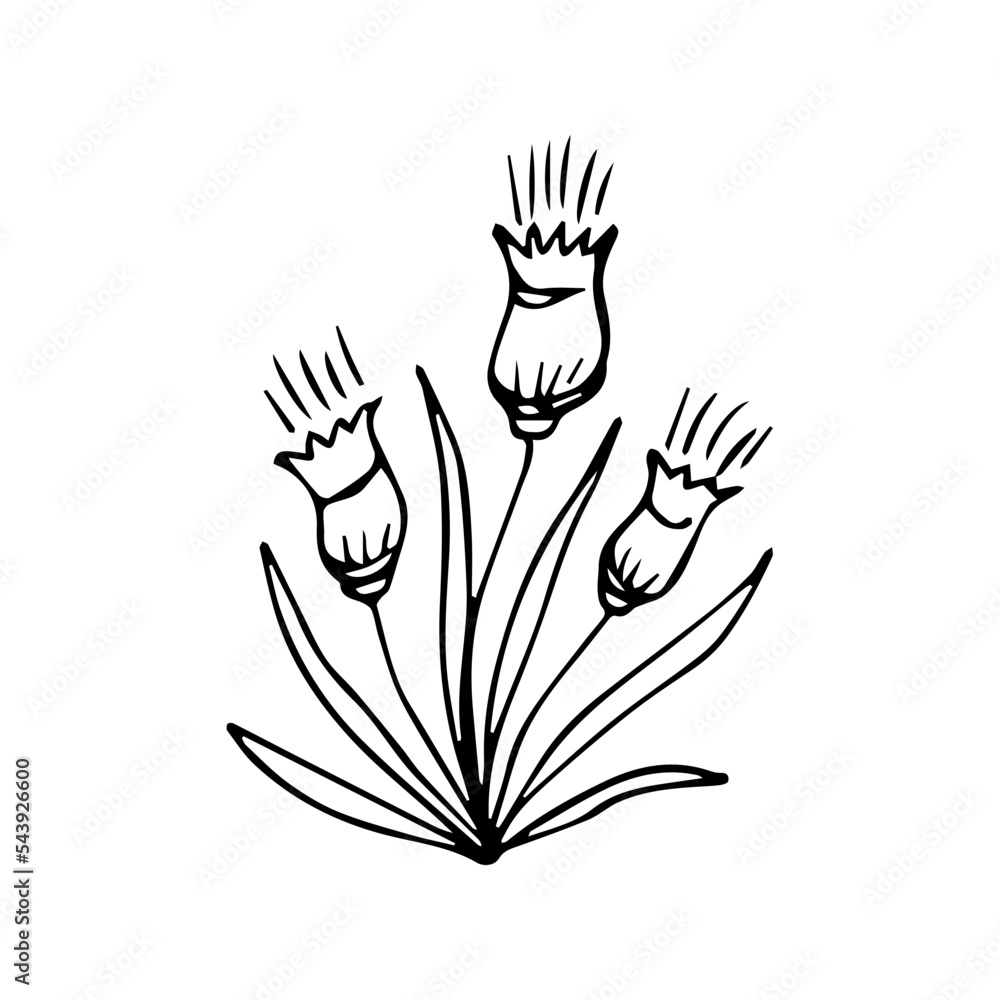 hand drawn botanical flower doodle element for floral design concept hand drawn botanical flower doodle element for floral design concept