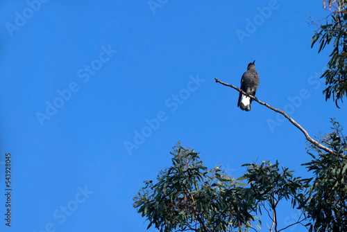 Australian Magpie (Gymnorhina tibicen) photo