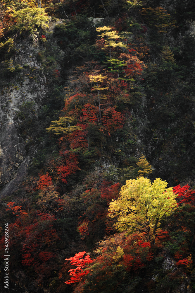 Autumn leaves in Japan, scenery of mountains in Nikko like a painting Autumn leaves in Japan, scenery of mountains in Nikko like a painting