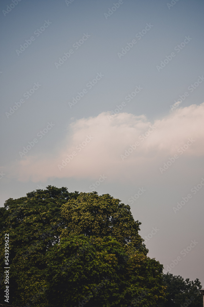 Tree and White clouds in Blue Sky - Empty Space