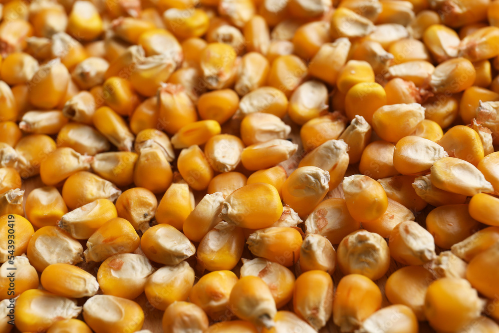 Delicious ripe corn seeds as background, closeup Delicious ripe corn seeds as background, closeup