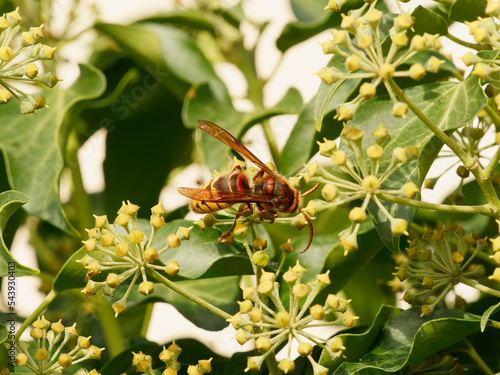 Vespa crabro | Queen European hornet, largest wasp in Europe. Yellow abdomen striped of black with teardrop designs in them, yellow face. Head and thorax reddish-brown and mahogany photo