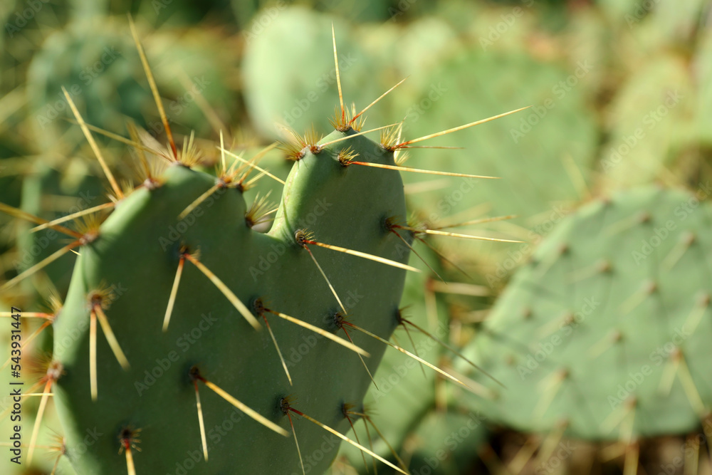 Beautiful prickly pear cactus growing outdoors on sunny day, closeup. Space for text Beautiful prickly pear cactus growing outdoors on sunny day, closeup. Space for text