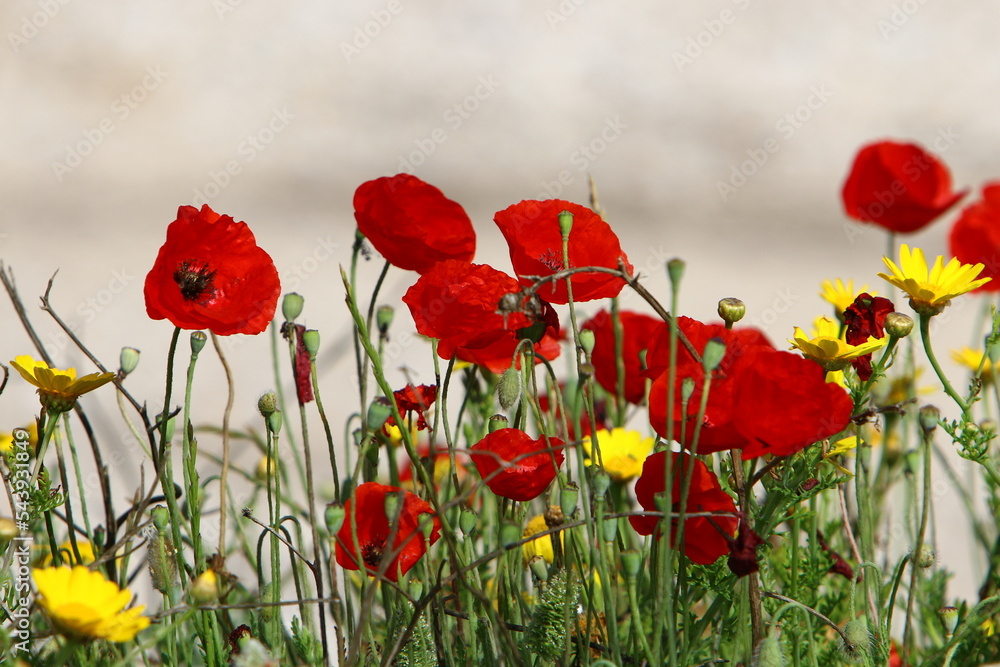 Fototapeta premium Bright anemone flowers bloomed in a forest clearing.