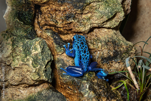 Blue tree climber. Dendrobates azureus. Close-up.