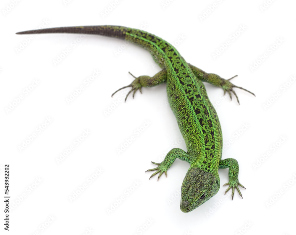 Fototapeta premium One green lizard.