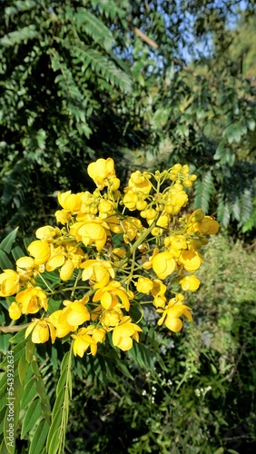 Closeup of beautiful flowers of Senna spectabilis known as Casia amarilla  Whitebark senna  yellow shower