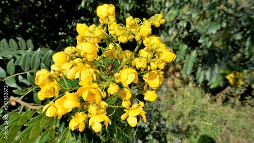 Closeup of beautiful flowers of Senna spectabilis known as Casia amarilla, Whitebark senna, yellow shower photo