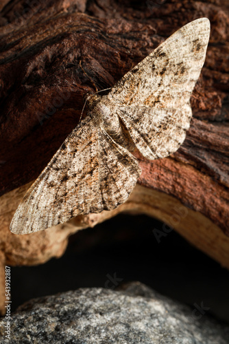 Alcis repandata moth on wooden tree near stone  closeup