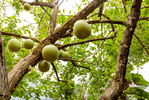 Large green round fruits hang on a calabash tree. photo