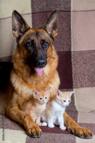 German Shepherd and kittens lie side by side